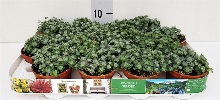<h4>Sedum spathulifolium 'Cape Blanco'</h4>