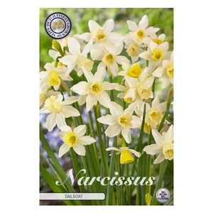 Narcissus Jonquilla Sailboat x10 10/12