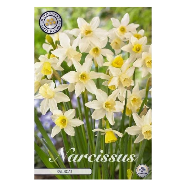 <h4>Narcissus Jonquilla Sailboat x10 10/12</h4>