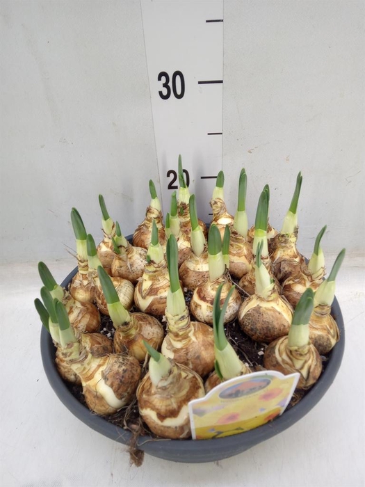 <h4>Narcissus   ...</h4>