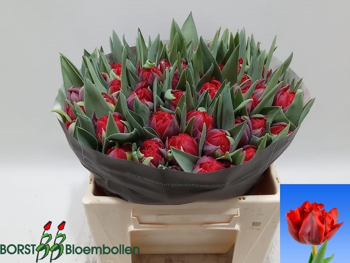 <h4>TU DU RED PRINCESS</h4>