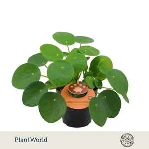 Pilea Peperomioides 12cm Engels etiket