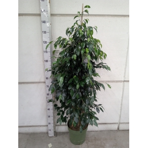 Ficus benja. 'Danielle'