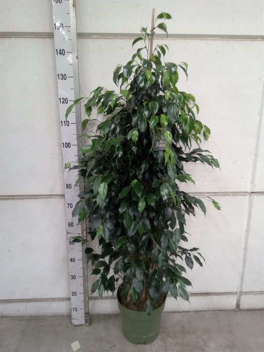 <h4>Ficus benja. 'Danielle'</h4>