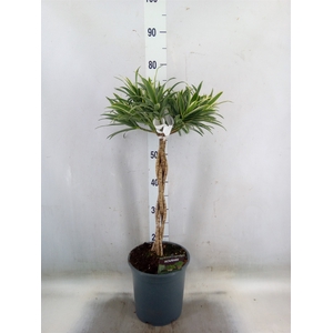 Dracaena refl.   ...