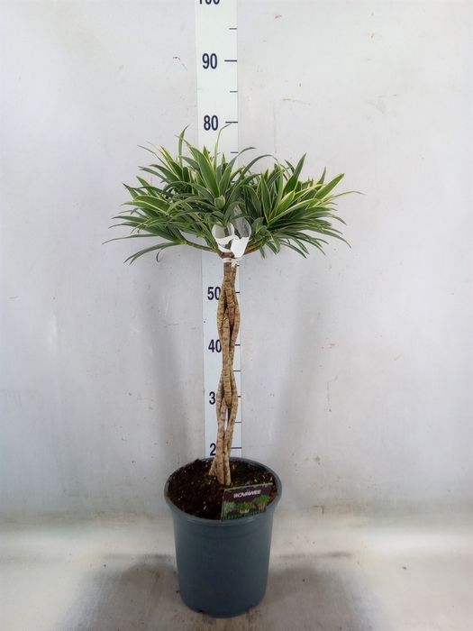 <h4>Dracaena refl.   ...</h4>