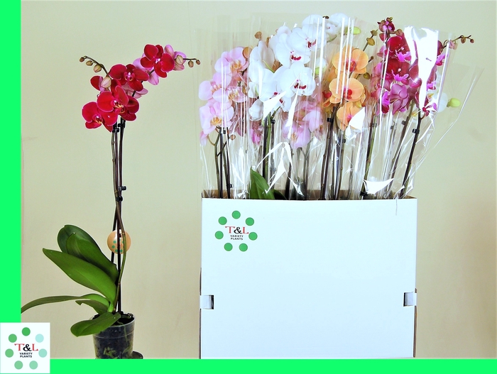 <h4>PHAL GEM 7 KL</h4>