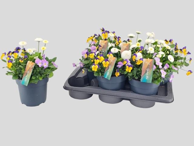 <h4>PERKPL TOEF 3 KL</h4>