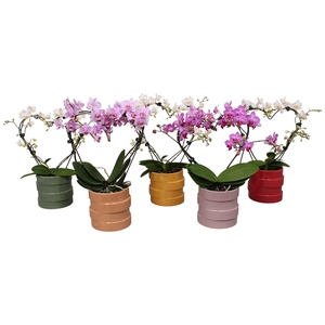 Phal. Multi vorm mix 