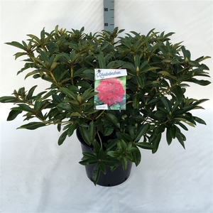 Rhodo. 'Wilgen's Ruby' red/pink