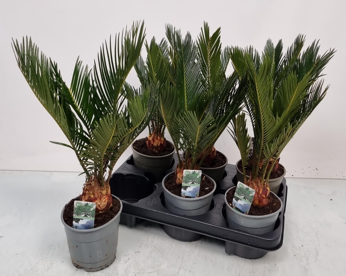 <h4>CYCAS REVOLUTA</h4>