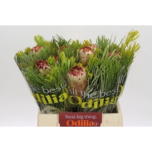 PROTEA EXIMIA BQ PROTEA AURUMN SFB