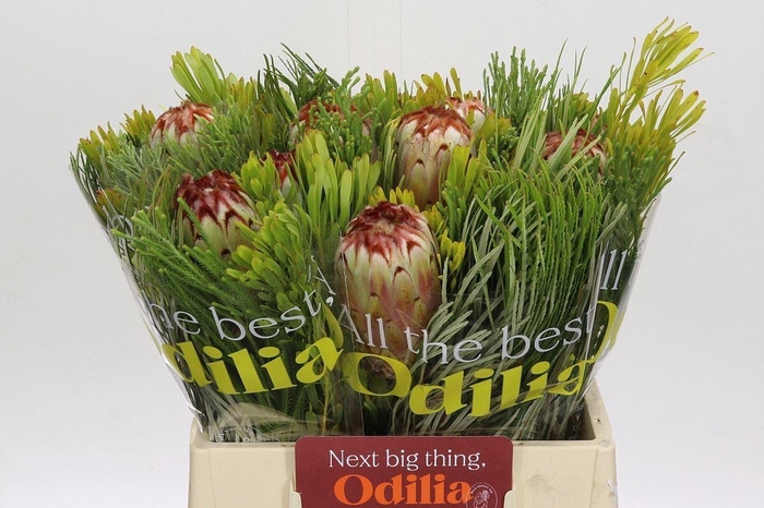 <h4>PROTEA EXIMIA BQ PROTEA AURUMN SFB</h4>