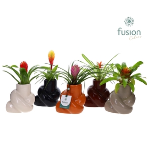 Keramiek pot met Bromelia mix