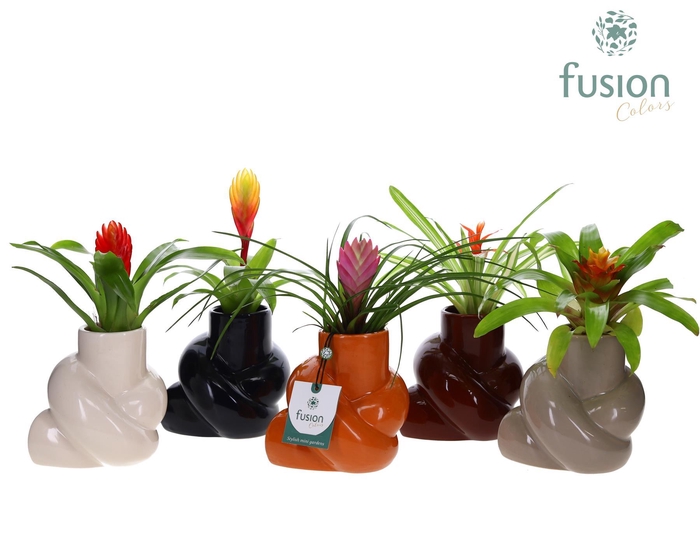 <h4>Keramiek pot met Bromelia mix</h4>