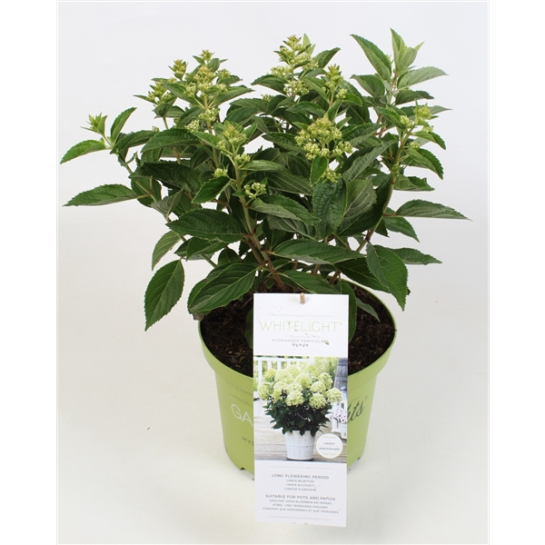 <h4>Hydrangea Paniculata (Gardenlight) Whitelight</h4>