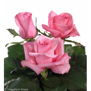 ROSA LOVELY JUBILEE 040 CM ROSA ESTUFA