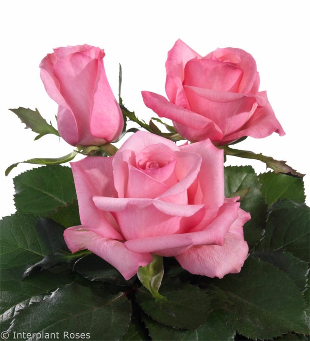 <h4>ROSA LOVELY JUBILEE 040 CM ROSA ESTUFA</h4>