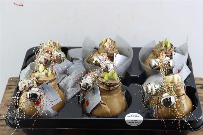 <h4>Wax Hipp Jingle Bellz Gold</h4>