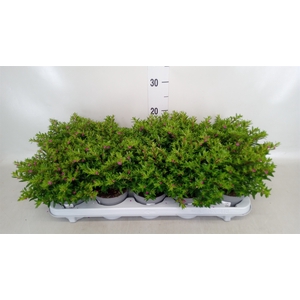 Cuphea hyssopifolia