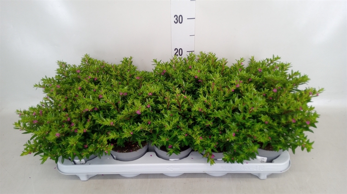 <h4>Cuphea hyssopifolia</h4>
