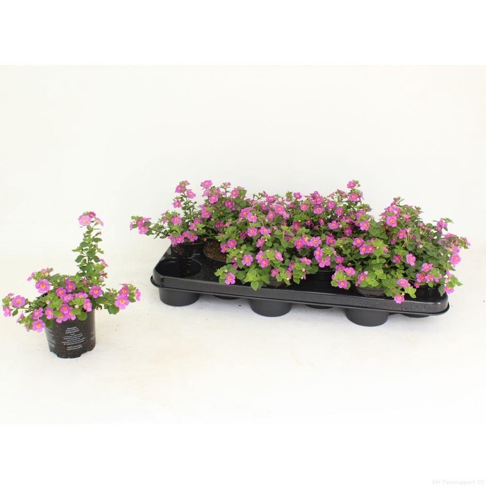 <h4>Sutera cordata Abunda Pink</h4>