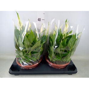 Spathiphyllum  'Bellini'