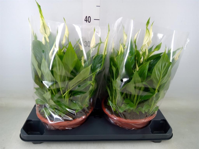 <h4>Spathiphyllum  'Bellini'</h4>