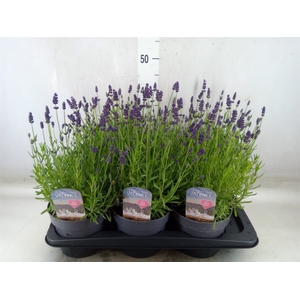 Lavandula angus.