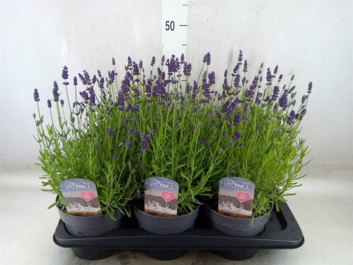 <h4>Lavandula angus.</h4>