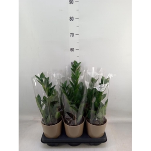 Zamioculcas zamiifolia