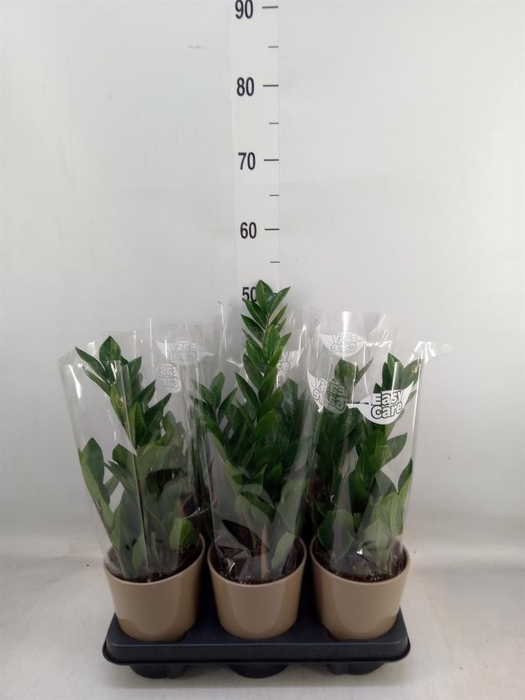 <h4>Zamioculcas zamiifolia</h4>