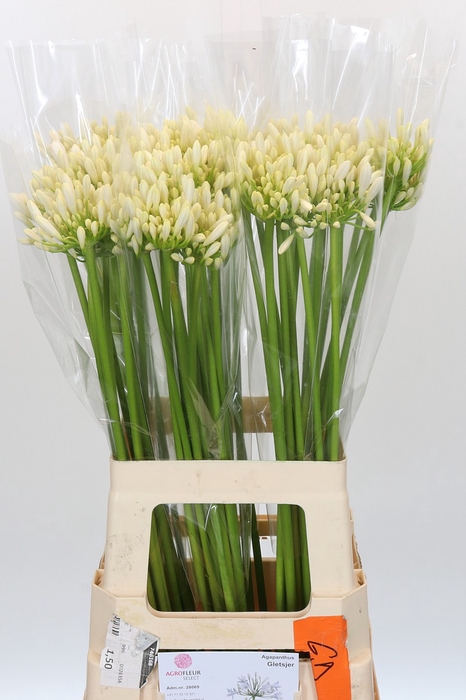<h4>Agapanthus Gletsjer</h4>
