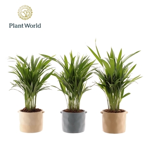 Dypsis lutescens (Areca) 14 cm in pot Charlotte