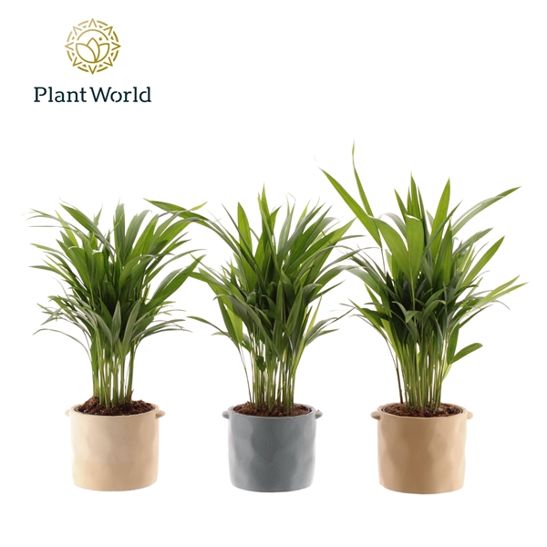 <h4>Dypsis lutescens (Areca) 14 cm in pot Charlotte</h4>