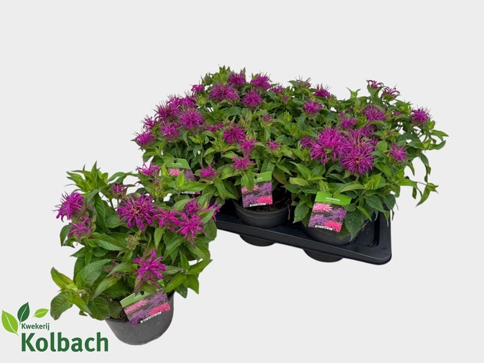 <h4>MONA BALMY LILAC</h4>