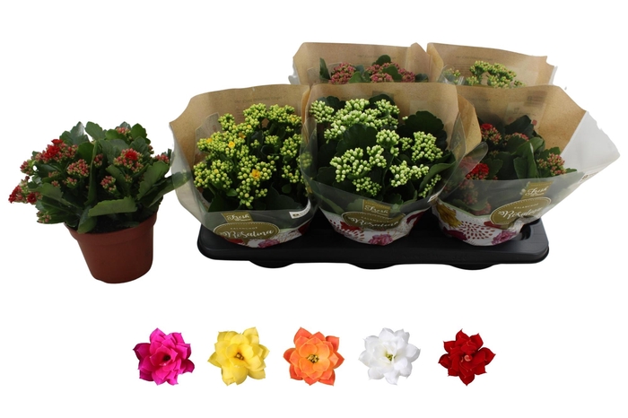 <h4>KAL GE RO GEM 5 KL</h4>