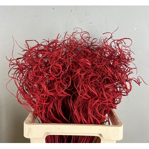 Stem Ting Ting Bs Red