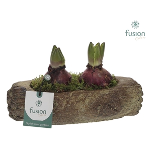 Cement houtlook stronk met Hyacint