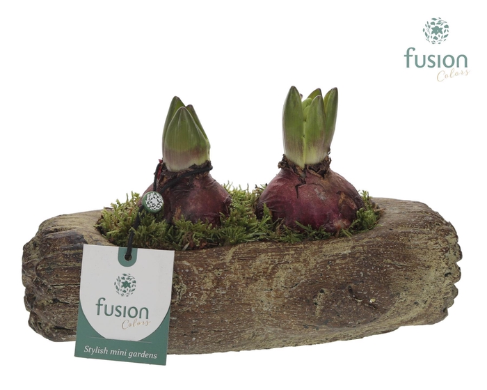 <h4>Cement houtlook stronk met Hyacint</h4>