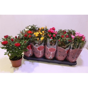 Ro Samadapl Gem 6 Sr