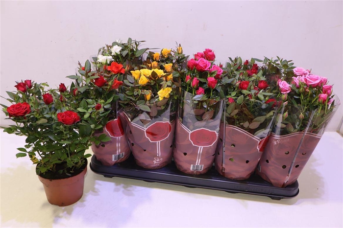 <h4>arr8 Ro Samadapl Gem 6 Sr</h4>