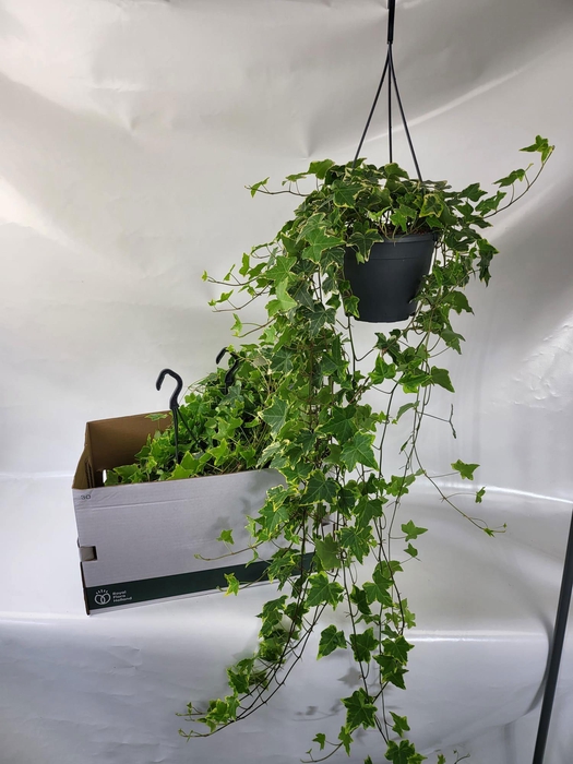 <h4>HED HE GOLDCHILD</h4>