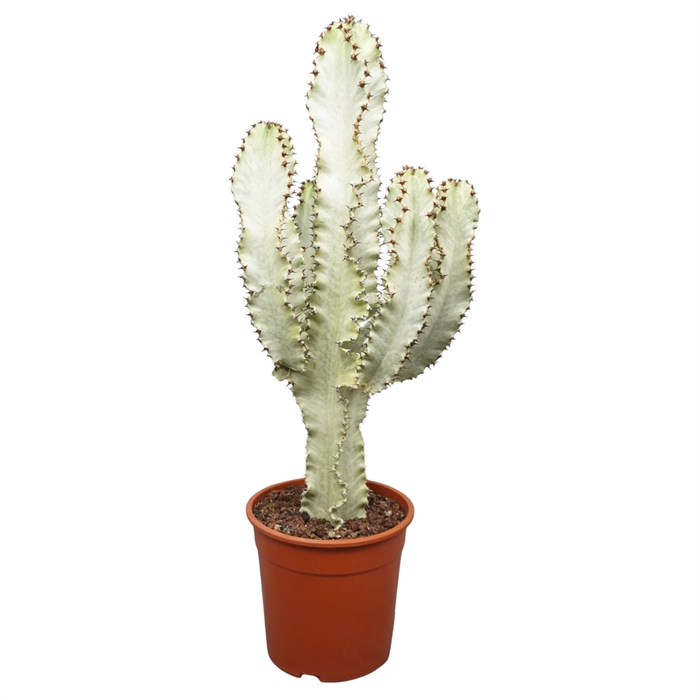 <h4>Euphorbia ingens 'Variegata'</h4>