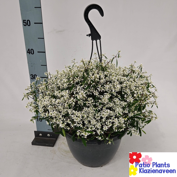 <h4>EUPH EUPHORIA WHITE</h4>