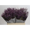 Limonium ov Piuma Sky