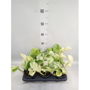 Epipremnum pinn. 'Happy Leaf'