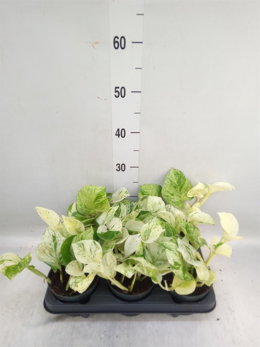 <h4>Epipremnum pinn. 'Happy Leaf'</h4>