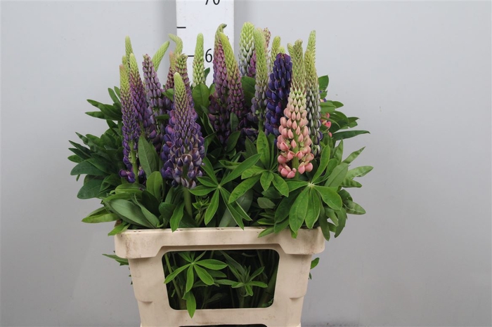 <h4>Lupinus</h4>
