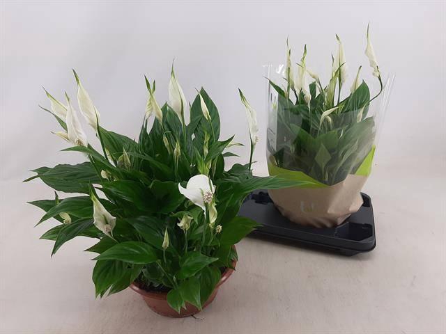 <h4>SPATH BELLINI</h4>